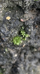 Bryum