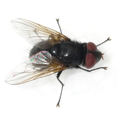 Gnadochaeta nigrifrons