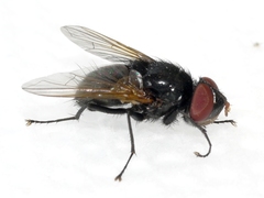 Gnadochaeta nigrifrons