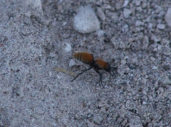 Dasymutilla stevensi