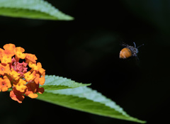 Amegilla dohertyi