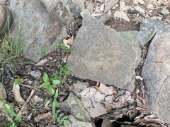 Sherardia arvensis