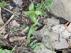 Sherardia arvensis