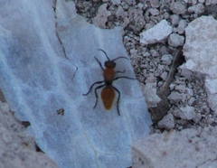 Dasymutilla stevensi