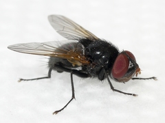 Gnadochaeta nigrifrons