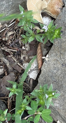 Sherardia arvensis