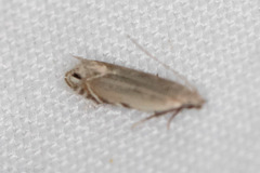 Battaristis nigratomella