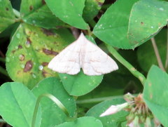 Macrochilo litophora