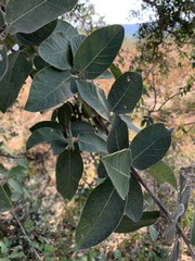 Ficus pringlei