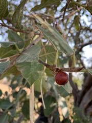 Ficus pringlei