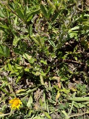 Paspalum fimbriatum