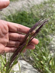 Bromus pumpellianus