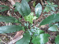 Scadoxus membranaceus