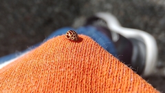 Dilatitibialis fuscomaculata