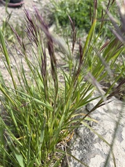 Bromus pumpellianus