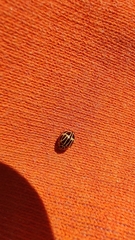 Dilatitibialis fuscomaculata