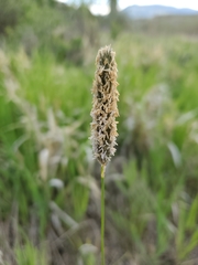 Alopecurus arundinaceus