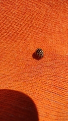 Dilatitibialis fuscomaculata