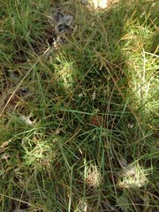 Zoysia pacifica