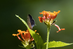 Catopyrops florinda