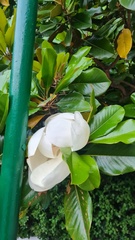 Magnolia grandiflora