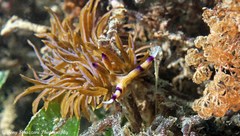 Pteraeolidia ianthina
