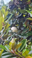 Magnolia grandiflora