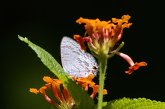 Catopyrops florinda