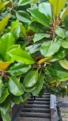 Magnolia grandiflora