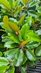 Magnolia grandiflora
