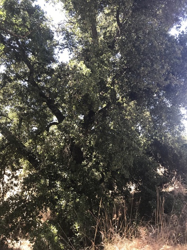 iNaturalist observation photo of American subevergreen oak complex