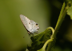 Hypolycaena sipylus
