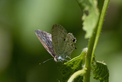 Hypolycaena sipylus