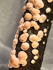 Aleurodiscus grantii