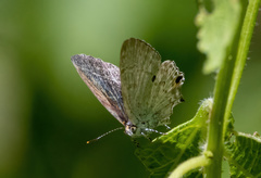 Hypolycaena sipylus