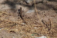 Aspidoscelis exsanguis