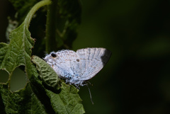 Hypolycaena sipylus