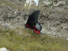 Papilio rumanzovia