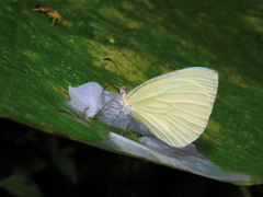 Pseudopieris nehemia