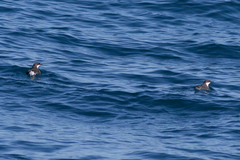 Synthliboramphus craveri