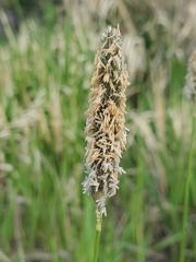Alopecurus arundinaceus