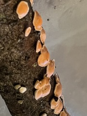 Aleurodiscus grantii