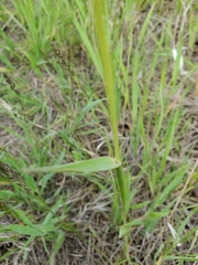 Alopecurus arundinaceus