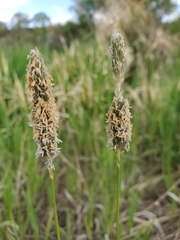 Alopecurus arundinaceus