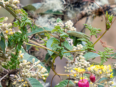 Eccremocarpus viridis