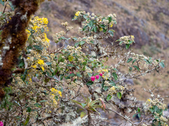 Eccremocarpus viridis