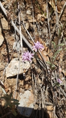 Lessingia leptoclada