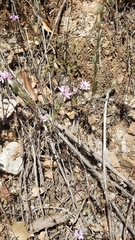 Lessingia leptoclada