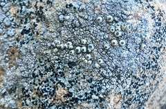 Thelomma santessonii