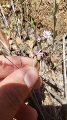 Lessingia leptoclada